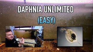 How I Raise Daphnia Water Fleas And You Can Too [upl. by Elleined]