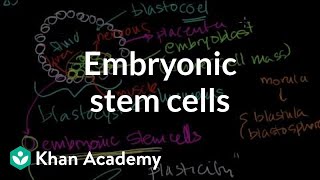 Embryonic stem cells  Cells  MCAT  Khan Academy [upl. by Barcellona]