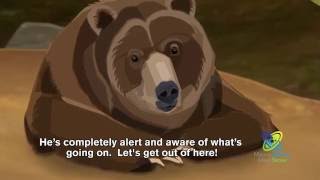 How Do Bears Hibernate [upl. by Toffic712]