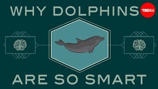 How smart are dolphins  Lori Marino [upl. by Chrisse815]