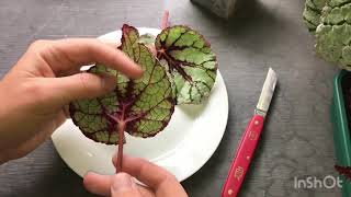 How to take Begonia cuttings [upl. by Francine]