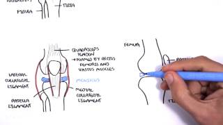 Clinical Anatomy  Knee [upl. by Iridissa]