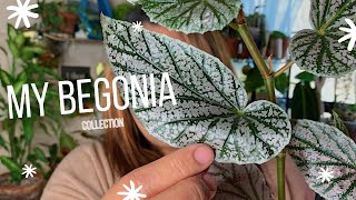 My Begonia Collection  Begonia Care Guide [upl. by Atteram996]