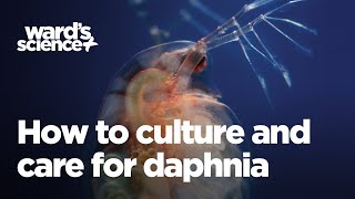 Caring and Culturing for Daphnia [upl. by Enyaz]