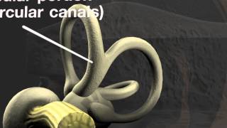 ANATOMY OF EXTERNAL EAR  DrGBhanu Prakash [upl. by Neukam233]