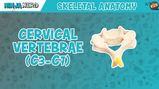 Cervical Vertebrae C3C7 Anatomy [upl. by Yreved]