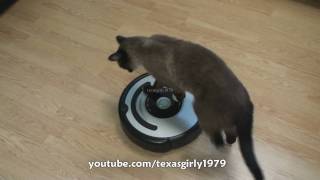 Cat shows HOW TO use iRobot Roomba Vacuum [upl. by Weikert]