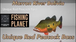 Unique Red Peacock Bass  Marron River Bolivia  Fishing Planet [upl. by Eldreeda]