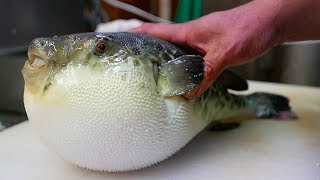 Japanese Street Food  LIVE FUGU PUFFERFISH Puffer Fish Japan [upl. by Notsehc]