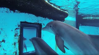 Dolphins How Smart are They Actually  Inside the Animal Mind  BBC Earth [upl. by Beau]