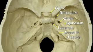 Cranial Foramina  Mnemonic Phrase [upl. by Einaej345]