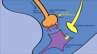 Muscle Relaxers  Mechanisms Indications Side Effects [upl. by Amorita]