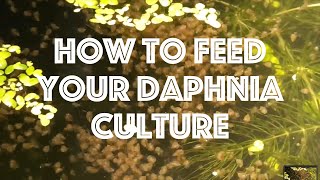 How To Feed Your Daphnia Culture [upl. by Yl]