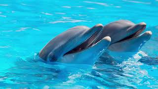 Are dolphins really happy and friendly to humans  Are Dolphin shows good Nature Connection [upl. by Shelia]