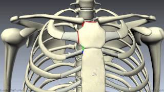 Sternum  3D Anatomy Tutorial [upl. by Barhos]