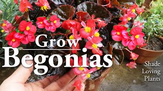 Begonia Plant Care  Wax Begonia Flowers l How to Grow Them [upl. by Hadik]