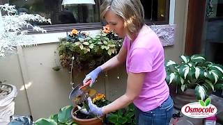 How to Prune Begonias [upl. by Ladnor]