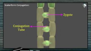 Reproduction in Spirogyra [upl. by Jerol538]