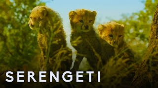 Serengeti First Look Trailer  New John Boyega Series  BBC Earth [upl. by Fortunio]