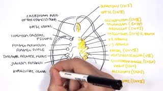 Anatomy  Cranial Nerves and the Skull [upl. by Ahsinnek]