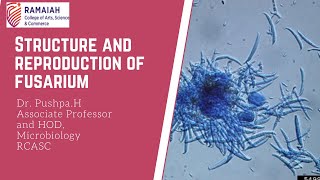 structure and reproduction of Fusarium [upl. by Ahsas821]