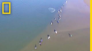 Wild Dolphins Help Fishermen and Get Rewarded  National Geographic [upl. by Nyledaj]