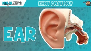 Hearing Ear Anatomy amp Auditory Transduction [upl. by Ahsilif]