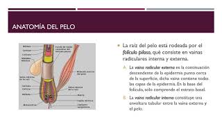 Sistema tegumentario  Estructuras anexas a la piel [upl. by Leziar]