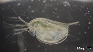 Daphnia magna under the Microscope [upl. by Lanny]