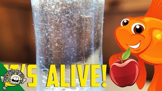 How to culture Vinegar Eels The EASY Way Live Fish Food [upl. by Harrat674]