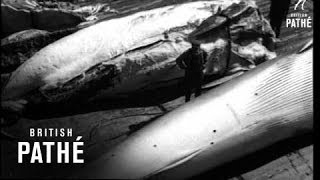 Whaling 19401949 [upl. by Lerrej]