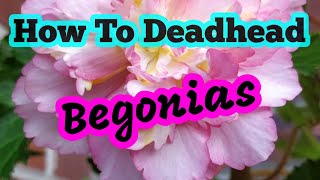 How to deadhead begonias [upl. by Ettenwad]