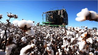 How Cotton Processing in Factory Cotton Cultivation  Cotton Farming and Harvest [upl. by Poyssick632]