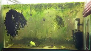 Scuds Daphnia Cherry Shrimp Copepods My aquatic food culture [upl. by Aleka586]