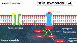 Proteína G y señalización celular básica [upl. by Alek]