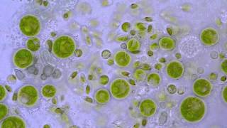 Chlorococcum Algae  Moving zoospores  1000x microscope [upl. by Ellenuahs]