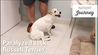 Jack Russell Recovers After IVDD Diagnosis [upl. by Ormand]