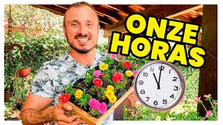 TUDO SOBRE AS ONZE HORAS [upl. by Ludmilla122]