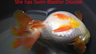 Swim Bladder Disease in Goldfish [upl. by Audly]