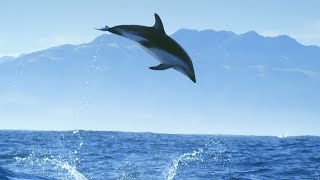 Incredible Dolphin Moments  BBC Earth [upl. by Svoboda347]