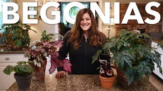 Indoor Begonia Care Guide 🌿 Garden Answer [upl. by Ytirehc960]