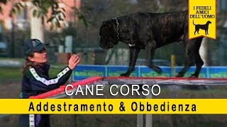 Il cane corso  Addestramento amp Obbedienza [upl. by Essirahc727]