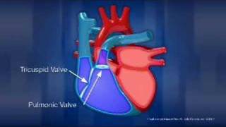 Heart Anatomy [upl. by Eyssej708]