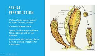 Sponge Reproduction [upl. by Lletnuahs]