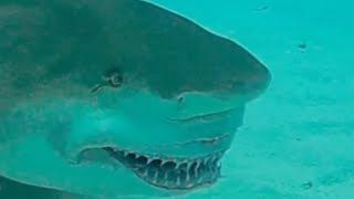 Facts The Lemon Shark [upl. by Nnylrahc]