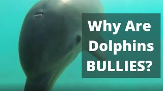 Dolphins are Bullies 7 Shocking Reasons Why [upl. by Garvy]