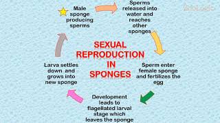 Reproduction in Sponges [upl. by Hum]