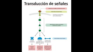 Seminario Transducción de señales [upl. by Conway910]