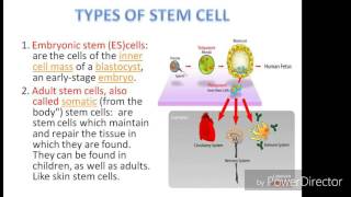 Stem cell and their application [upl. by Ojyllek]