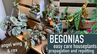 Begonia House Plants  Care repotting propagation [upl. by Aicenod]